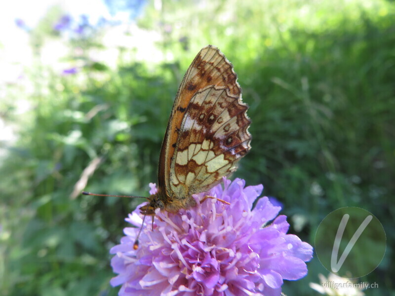 Mädesüss-Perlmutterfalter: Übersicht